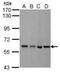 Mitochondrial Poly(A) Polymerase antibody, NBP2-43686, Novus Biologicals, Western Blot image 
