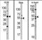 Jumonji Domain Containing 6, Arginine Demethylase And Lysine Hydroxylase antibody, PA5-11173, Invitrogen Antibodies, Western Blot image 