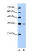 Granzyme H antibody, orb325032, Biorbyt, Western Blot image 
