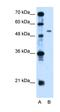 SP1 antibody, orb330232, Biorbyt, Western Blot image 