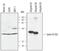 Cyclin D1 antibody, AF4196, R&D Systems, Western Blot image 
