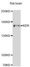 Kinase Insert Domain Receptor antibody, STJ110008, St John