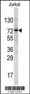 NFKB Repressing Factor antibody, 62-384, ProSci, Western Blot image 