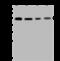 Thioredoxin domain-containing protein 5 antibody, GTX02188, GeneTex, Western Blot image 