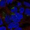 Pyridoxal Dependent Decarboxylase Domain Containing 1 antibody, NBP2-55366, Novus Biologicals, Immunocytochemistry image 