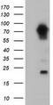 Myotubularin Related Protein 14 antibody, TA501712, Origene, Western Blot image 