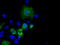 MCL1 Apoptosis Regulator, BCL2 Family Member antibody, LS-C115037, Lifespan Biosciences, Immunofluorescence image 