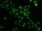 HIRA Interacting Protein 3 antibody, PA5-77098, Invitrogen Antibodies, Immunofluorescence image 