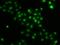 HIRA Interacting Protein 3 antibody, PA5-77098, Invitrogen Antibodies, Immunofluorescence image 