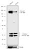 Carcinoembryonic Antigen Related Cell Adhesion Molecule 1 antibody, 711088, Invitrogen Antibodies, Western Blot image 