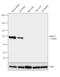 Rabphilin 3A antibody, PA1-774, Invitrogen Antibodies, Western Blot image 