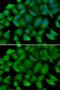 Defensin Alpha 1B antibody, GTX64827, GeneTex, Immunofluorescence image 
