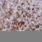 Dorsal Root Ganglia Homeobox antibody, HPA043978, Atlas Antibodies, Immunohistochemistry paraffin image 