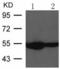 Tubulin Alpha 1b antibody, TA321743, Origene, Western Blot image 