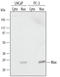 MYC Associated Factor X antibody, AF4304, R&D Systems, Western Blot image 