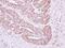 Hydroxysteroid 17-Beta Dehydrogenase 10 antibody, NBP2-16360, Novus Biologicals, Immunohistochemistry paraffin image 