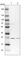 Trafficking Protein Particle Complex 4 antibody, HPA041371, Atlas Antibodies, Western Blot image 