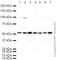 Tubulin antibody, ab21058, Abcam, Western Blot image 