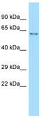 Gamma-Aminobutyric Acid Type A Receptor Alpha3 Subunit antibody, TA338501, Origene, Western Blot image 