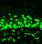 Acetyl Lysine antibody, orb67345, Biorbyt, Immunofluorescence image 