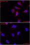 Hydroxyacyl-CoA Dehydrogenase Trifunctional Multienzyme Complex Subunit Alpha antibody, 10758-1-AP, Proteintech Group, Immunofluorescence image 