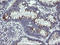 Interleukin 36 Gamma antibody, LS-C787964, Lifespan Biosciences, Immunohistochemistry paraffin image 