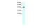 Kruppel Like Factor 15 antibody, GTX77907, GeneTex, Western Blot image 