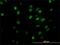 General Transcription Factor IIi antibody, H00002969-M02, Novus Biologicals, Immunofluorescence image 