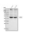 Gamma-Aminobutyric Acid Type A Receptor Gamma2 Subunit antibody, A02361-1, Boster Biological Technology, Western Blot image 