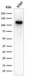 Sialophorin antibody, GTX34511, GeneTex, Western Blot image 