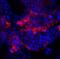 IQ Motif Containing F2 antibody, 8419, ProSci, Immunofluorescence image 