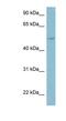 Lipopolysaccharide Binding Protein antibody, NBP1-58973, Novus Biologicals, Western Blot image 