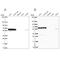 Non-POU Domain Containing Octamer Binding antibody, NBP2-38727, Novus Biologicals, Western Blot image 