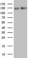 Neurofilament Medium antibody, NBP2-46139, Novus Biologicals, Western Blot image 