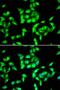 ANTXR Cell Adhesion Molecule 2 antibody, PA5-76013, Invitrogen Antibodies, Immunofluorescence image 