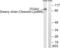 Integrin Subunit Alpha V antibody, abx015594, Abbexa, Western Blot image 