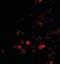 ELOVL Fatty Acid Elongase 6 antibody, orb88393, Biorbyt, Immunofluorescence image 