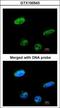 Ras association domain-containing protein 1 antibody, GTX100543, GeneTex, Immunocytochemistry image 