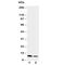 Resistin antibody, R30545, NSJ Bioreagents, Western Blot image 