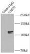 Ubiquitin Specific Peptidase 20 antibody, FNab09317, FineTest, Immunoprecipitation image 