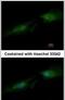 Spermine Synthase antibody, PA5-34839, Invitrogen Antibodies, Immunofluorescence image 