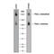 P-selectin glycoprotein ligand 1 antibody, AF3345, R&D Systems, Western Blot image 