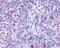 Formyl Peptide Receptor 3 antibody, NLS3733, Novus Biologicals, Immunohistochemistry frozen image 