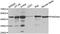 Par-6 Family Cell Polarity Regulator Alpha antibody, MBS127295, MyBioSource, Western Blot image 