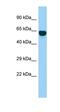 Synaptotagmin 14 antibody, orb326687, Biorbyt, Western Blot image 