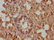 Beta-2-Microglobulin antibody, CSB-PA002486LA01MO, Cusabio, Immunohistochemistry paraffin image 
