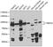 Thyroid Hormone Receptor Interactor 10 antibody, GTX32523, GeneTex, Western Blot image 