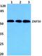 Zinc Finger And SCAN Domain Containing 22 antibody, PA5-37087, Invitrogen Antibodies, Western Blot image 