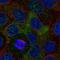 SH2B Adaptor Protein 2 antibody, PA5-62326, Invitrogen Antibodies, Immunofluorescence image 
