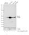 Neuronal Growth Regulator 1 antibody, PA5-39299, Invitrogen Antibodies, Western Blot image 